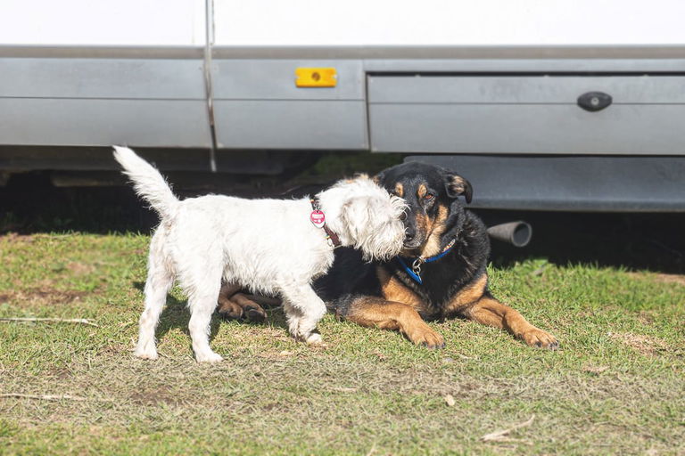 Campings que admiten perros: qué los caracteriza y dónde puedes encontrarlos