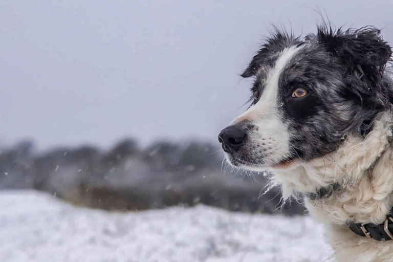 Acampada invernal con perro: consejos, equipamiento y destinos para acampar en la nieve