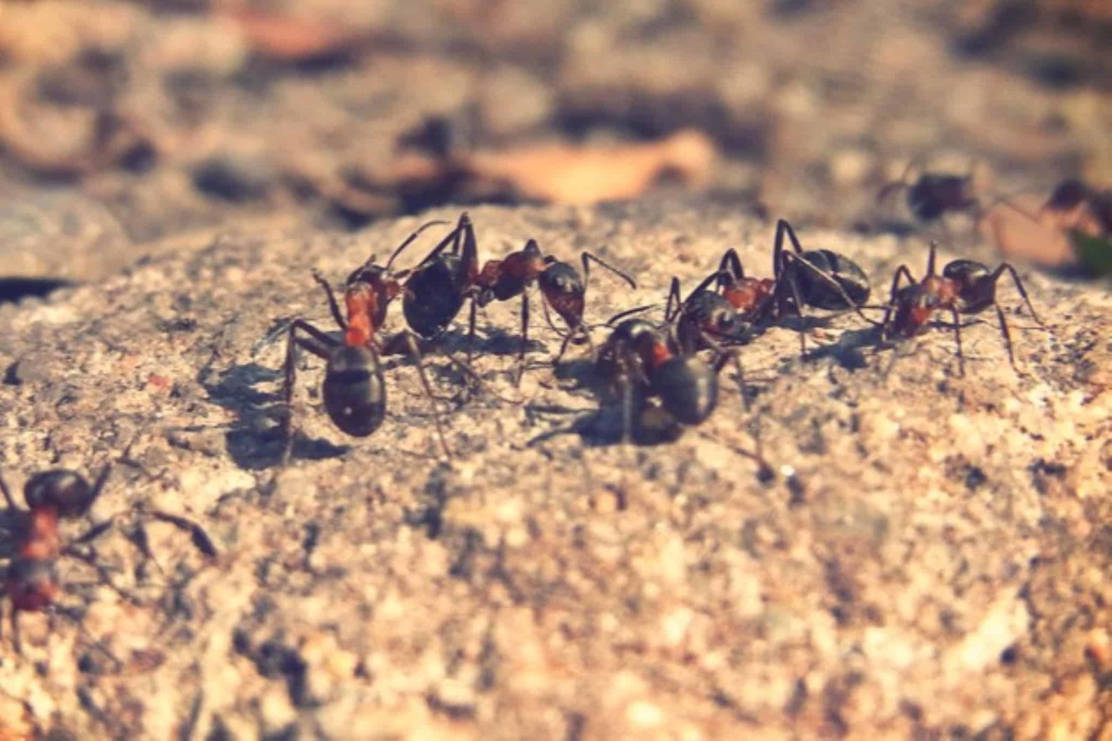 ¡Ayuda!.. invasión de hormigas
