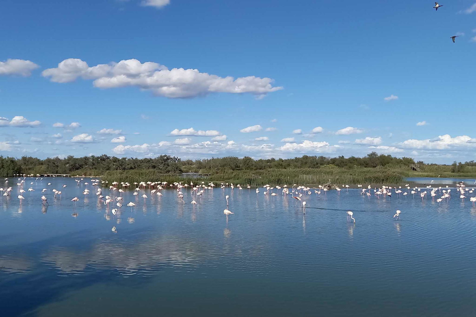 La Camarga: un paraíso natural para los amantes del camping en un vasto paisaje virgen. Consejos de lanzamiento