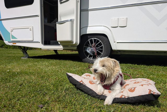Vacaciones de camping con perros: lo que debes saber antes de viajar al extranjero