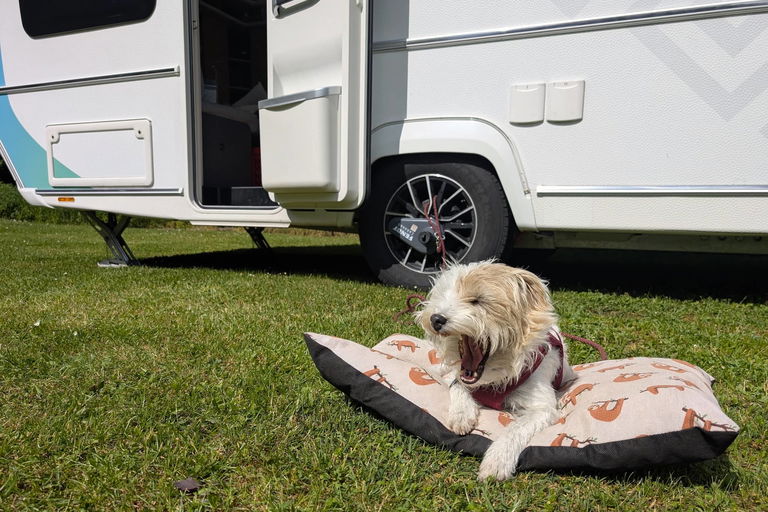 Vacaciones de camping con perros: lo que debes saber antes de viajar al extranjero