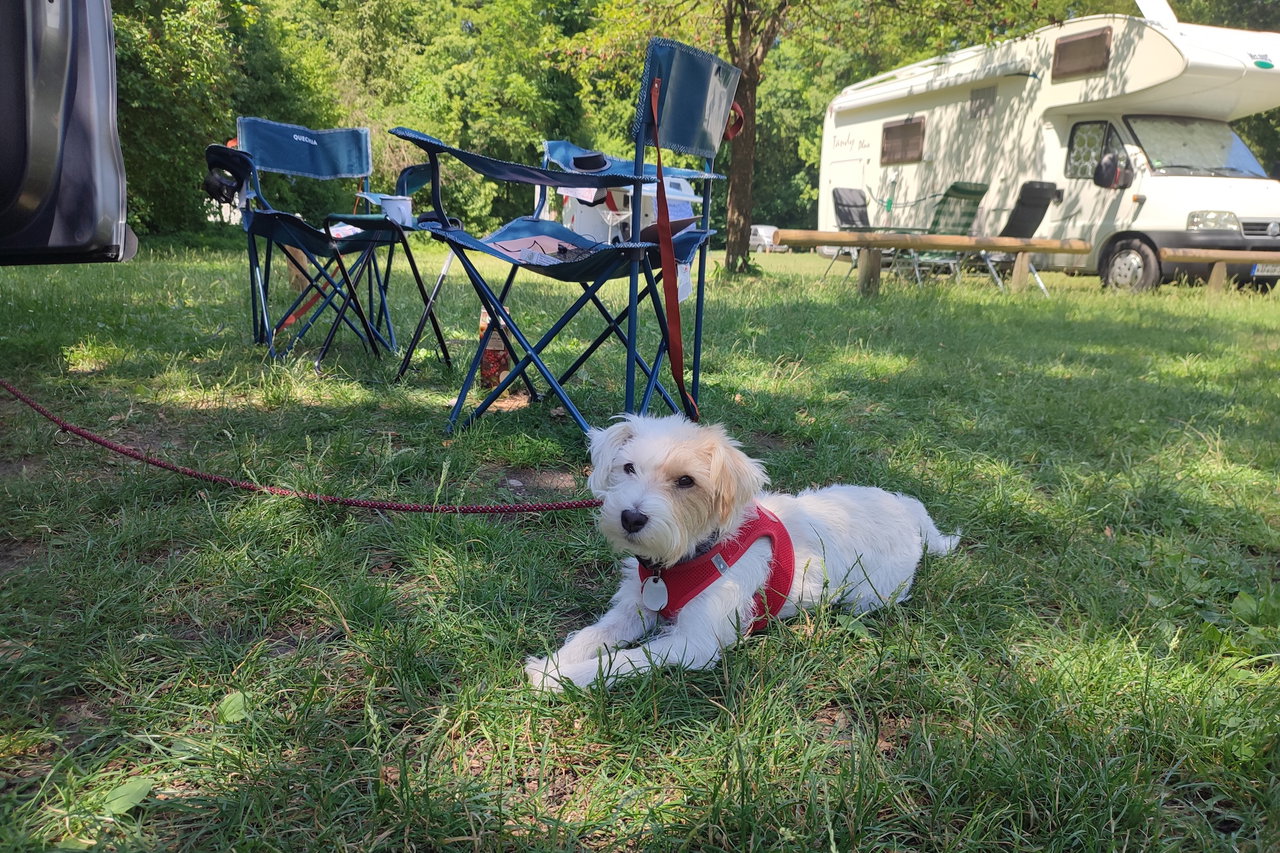 Camping con perro: estos son los 3 campings más perrunos de Alemania